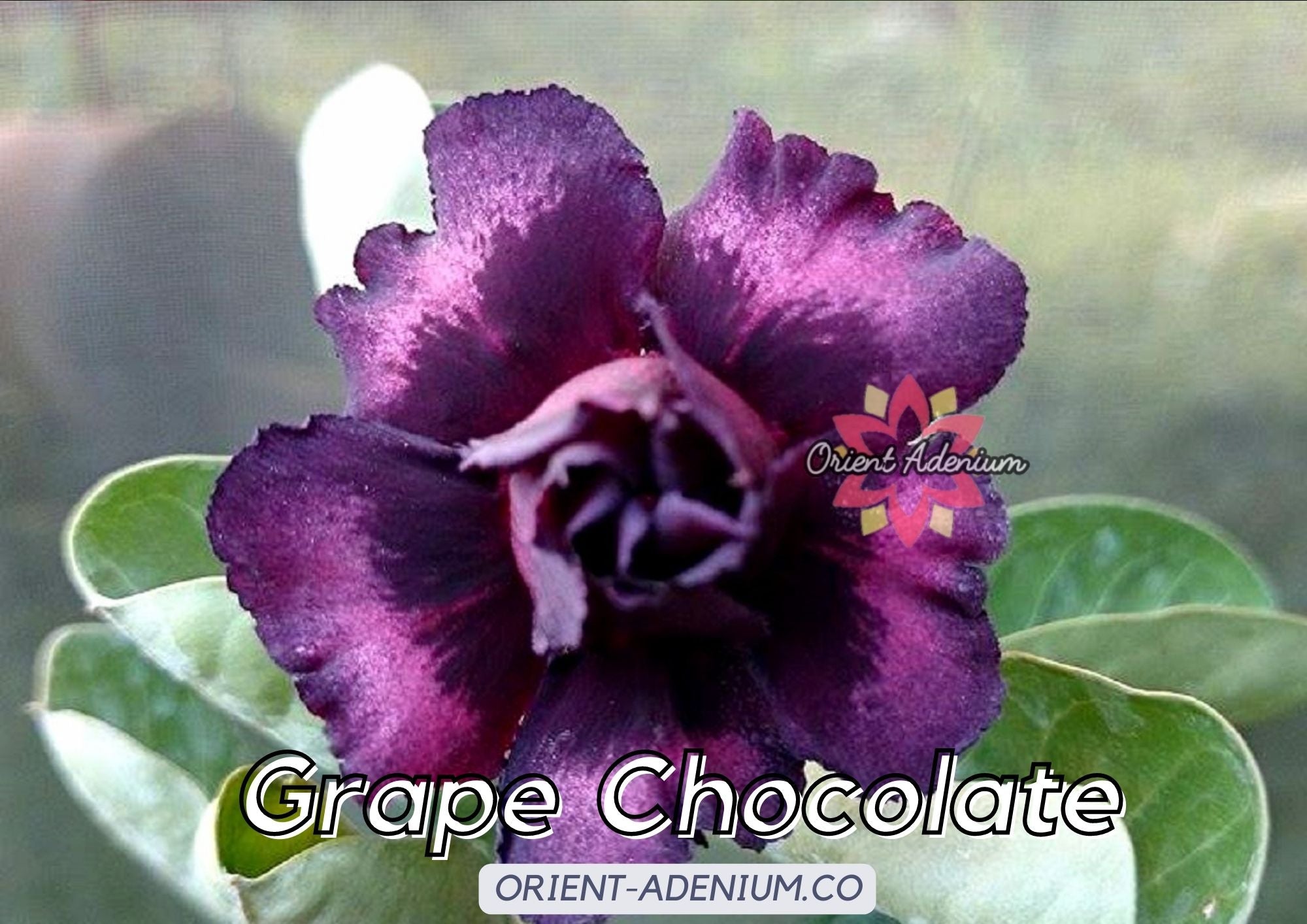 hogwarts plant seeds CROSS BREED) Adenium obesum "Hogwarts" X "Grape Chocolate" seeds