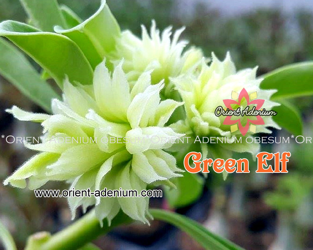 Adenium obesum Green Elf Grafted plant