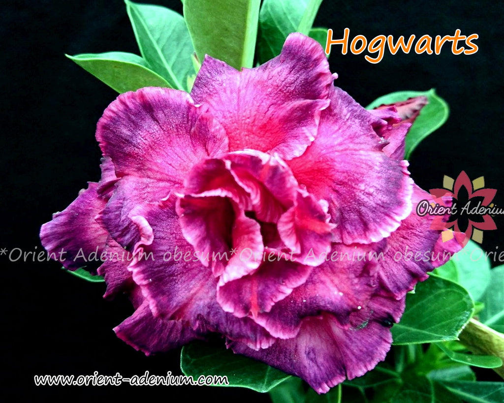 Adenium obesum Hogwarts Grafted plant