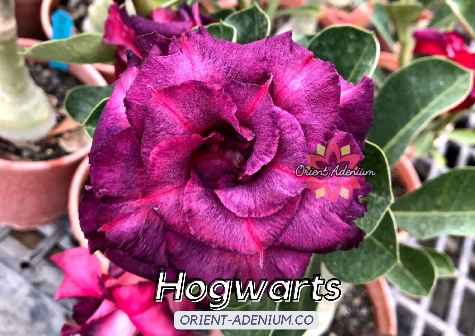 hogwarts plant seeds CROSS BREED) Adenium obesum "Hogwarts" X "Grape Chocolate" seeds