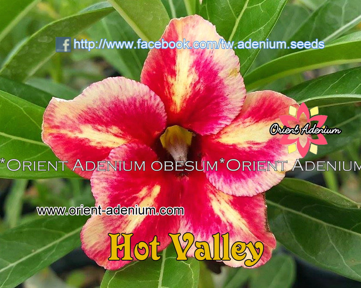 Adenium obesum Hot Valley Grafted plant