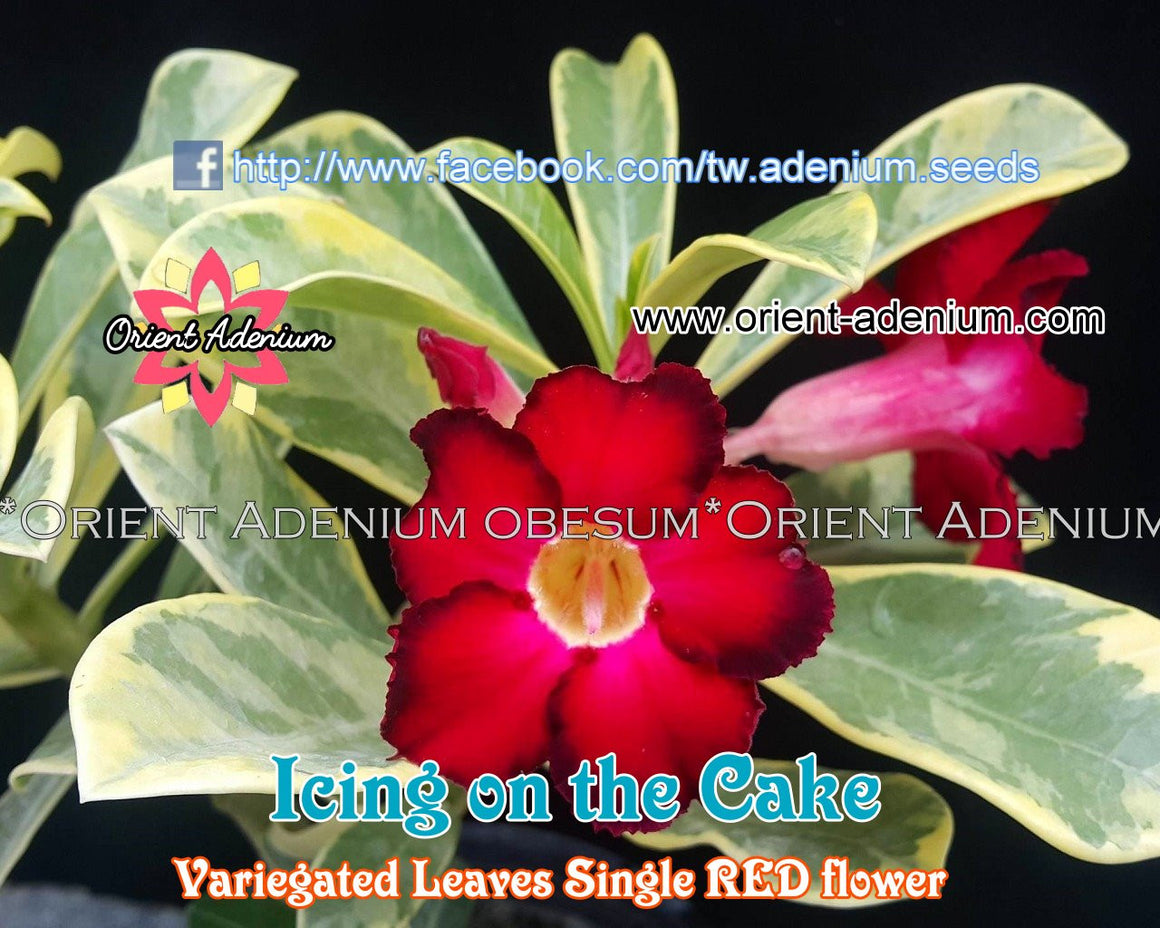 Adenium Icing on the Cake Grafted Plant