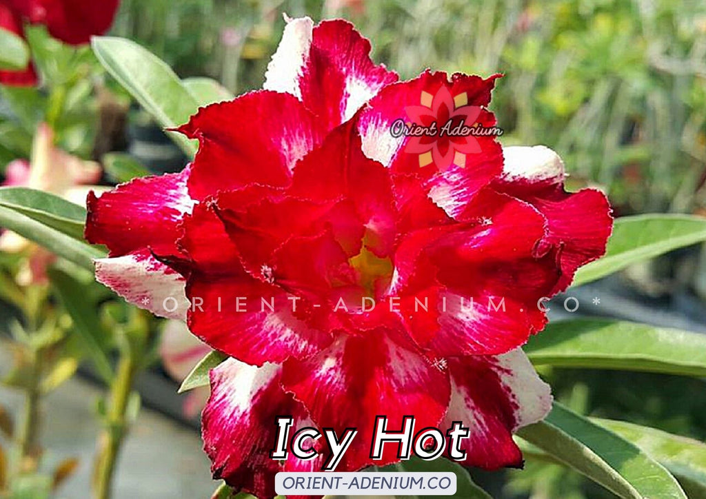 Adenium obesum Icy Hot seeds