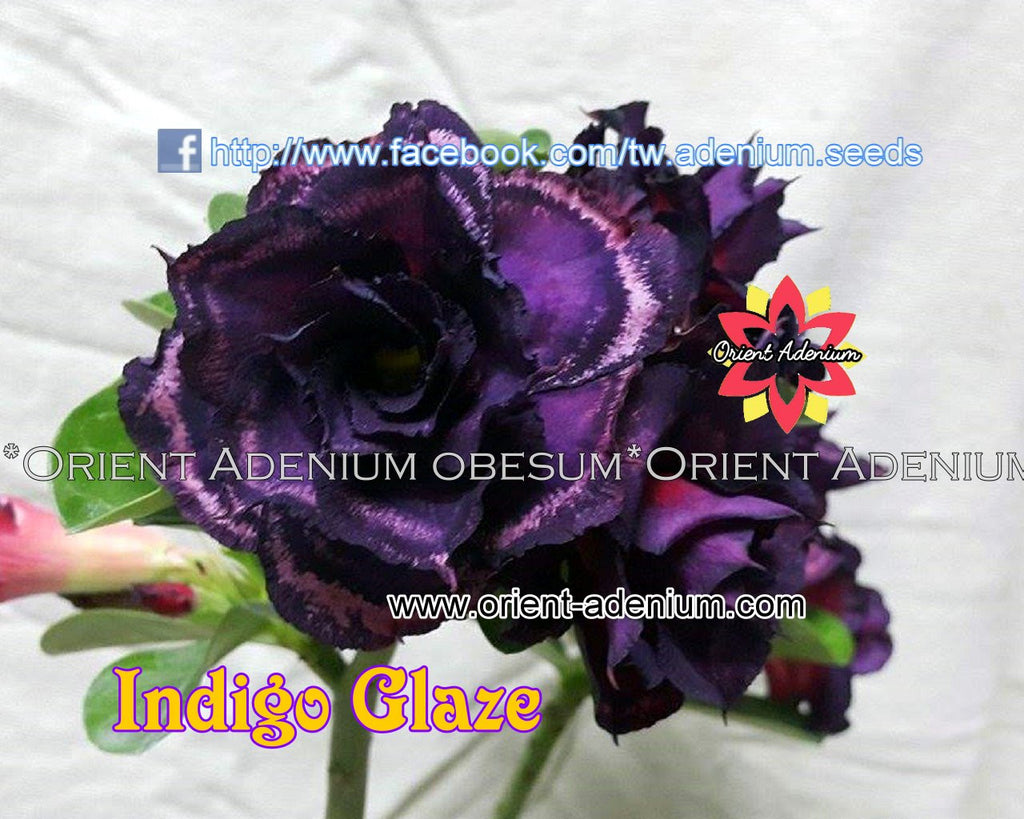 Adenium obesum Indigo Glaze Grafted plant