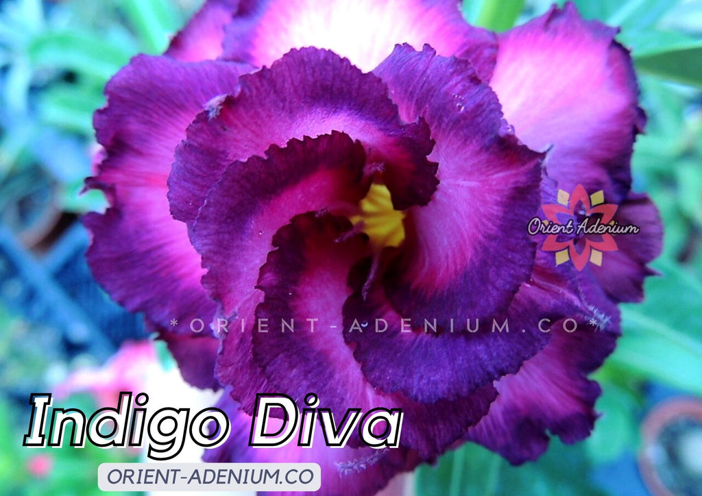 Adenium obesum Indigo Diva seeds