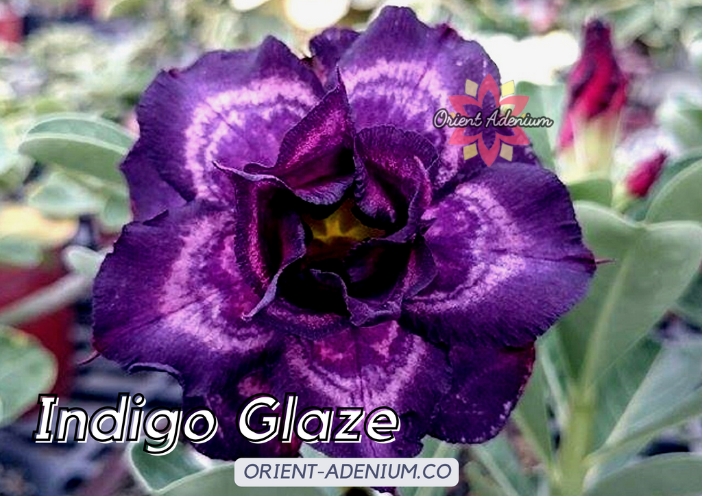 (CROSS BREED) Adenium obesum "Indigo Glaze" X "Purple Nebula" seeds