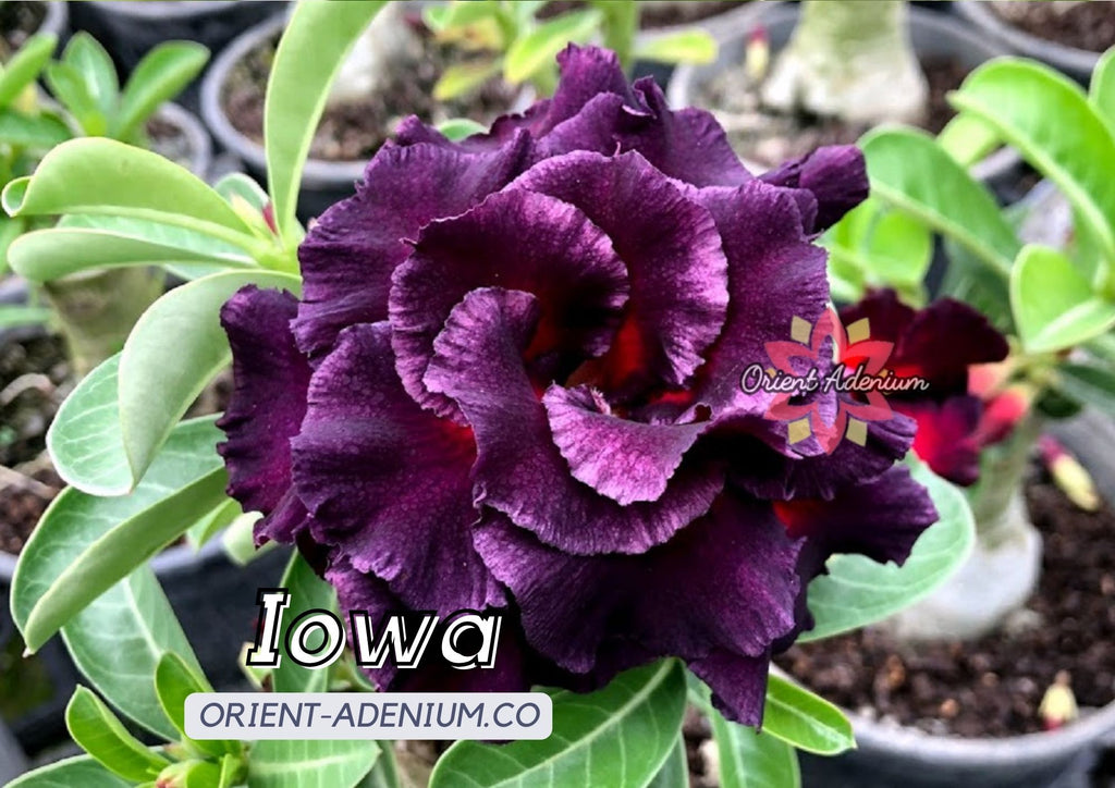 (CROSS BREED) Adenium obesum "Iowa" X "Turandot" seeds