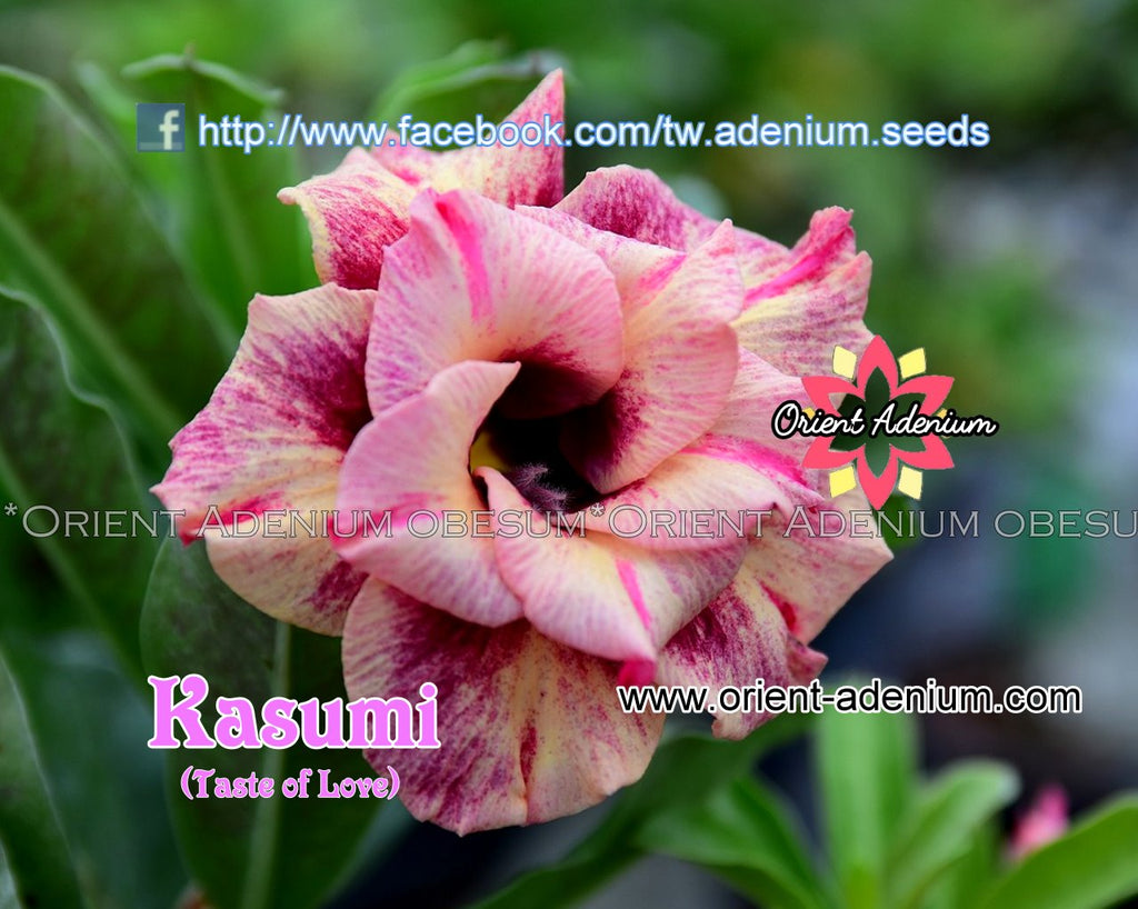 Adenium obesum Kasumi (Taste of Love) seeds