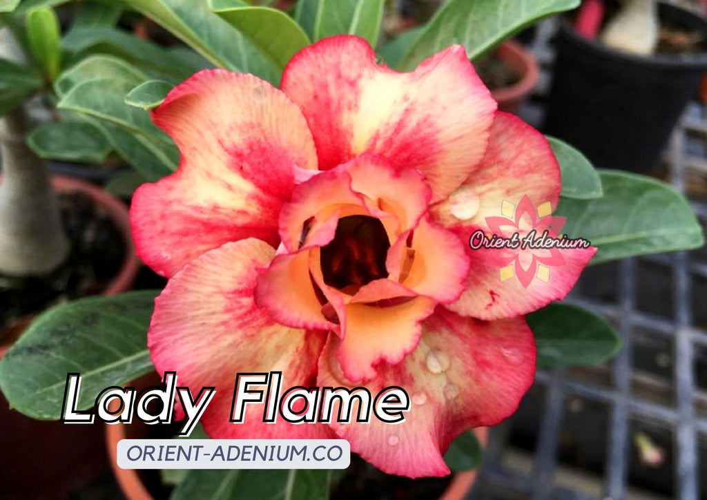 (CROSS BREED) Adenium obesum "Lady Flame" X "Bella" seeds