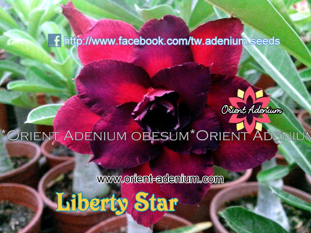 Adenium obesum Liberty Star Grafted plant