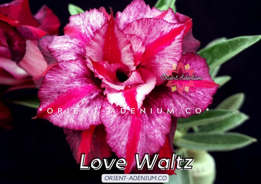 Adenium obesum Love Waltz Grafted plant