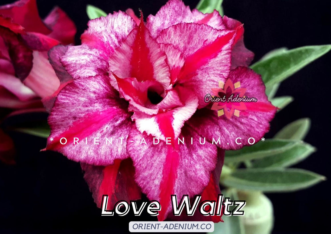 Adenium obesum Love Waltz Grafted plant