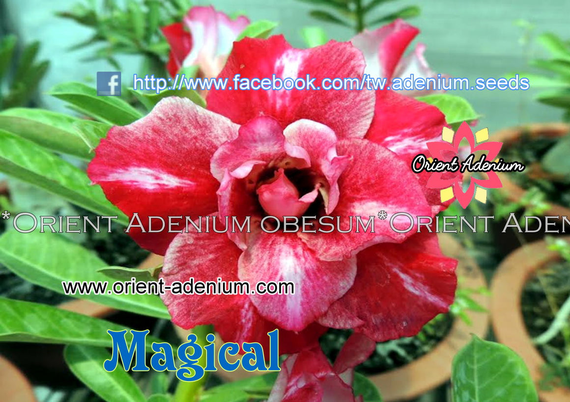 Adenium obesum Magical Grafted plant
