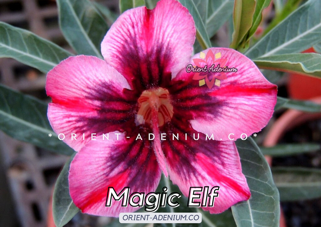 Adenium obesum Magic Elf seeds