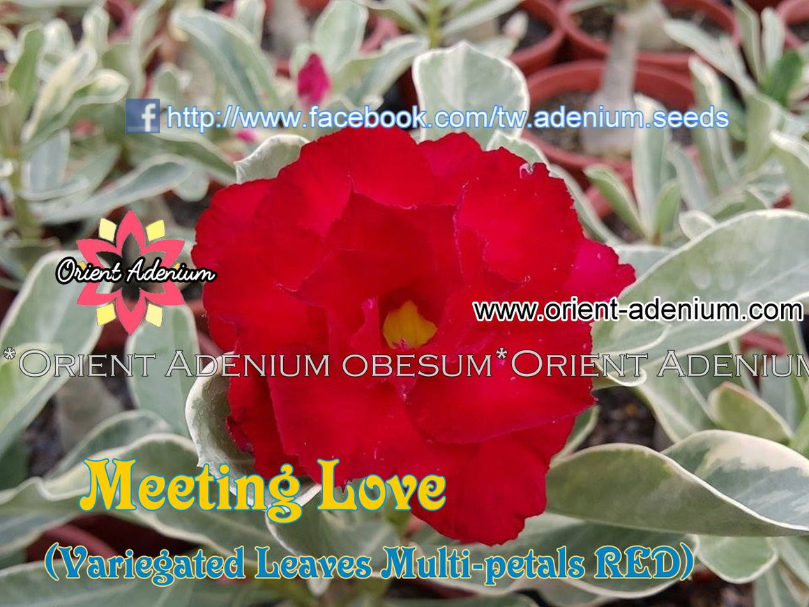 Adenium Variegated Leaves -Meeting Love