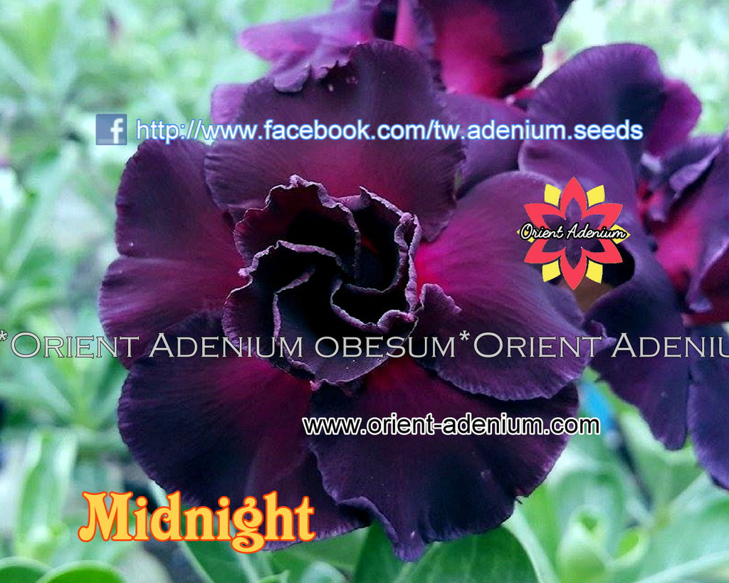 Adenium obesum Midnight Grafted plant