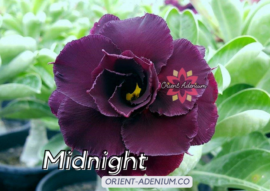 (CROSS BREED) Adenium obesum "Midnight" X "Indigo Glaze" seeds