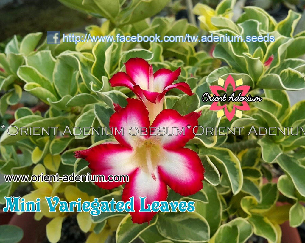 Adenium MINI Variegated Leaves Grafted Plant