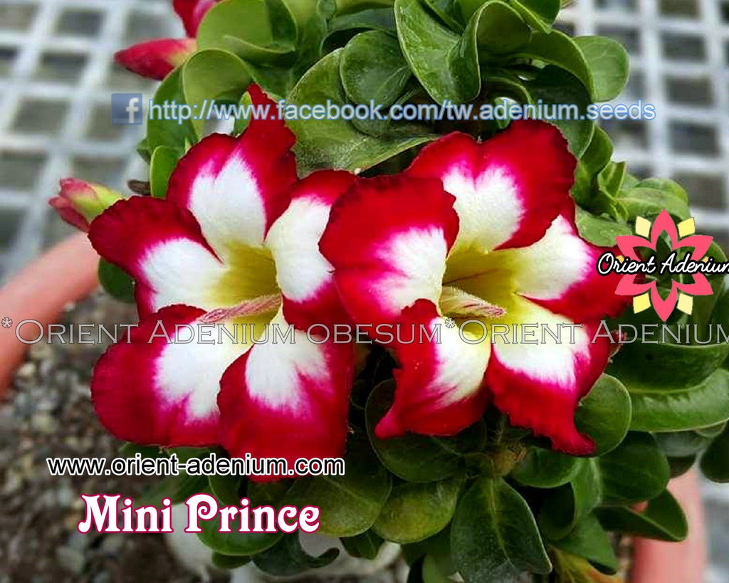 Adenium Mini Prince Grafted Plant