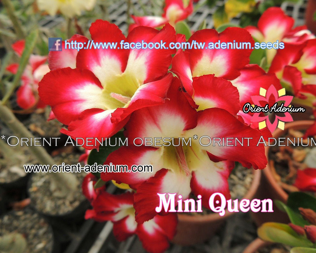 Adenium Mini Queen Grafted Plant