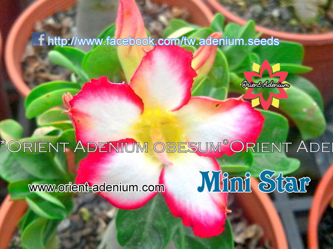 Adenium Mini Size Star Grafted Plant