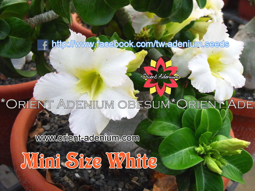 Adenium Mini White Grafted Plant