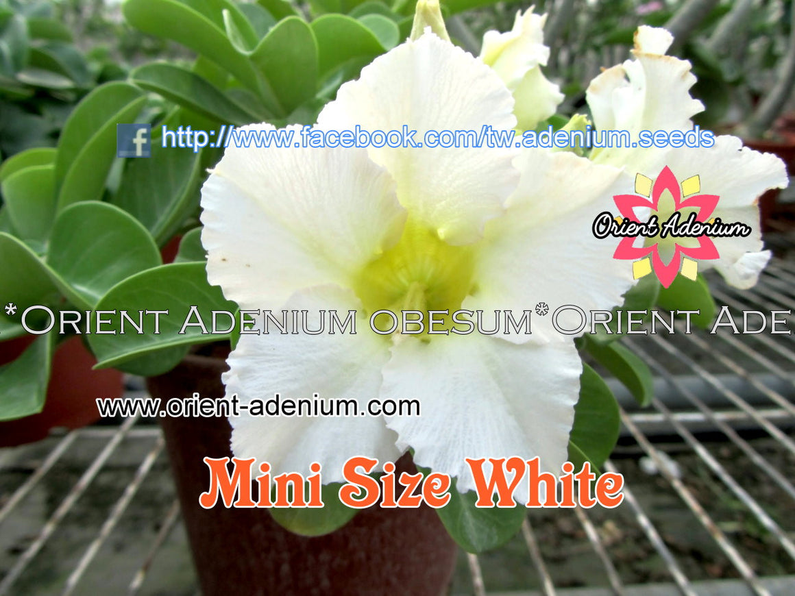 Adenium Mini White Grafted Plant