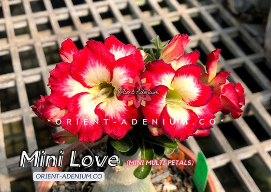 Adenium Mini Love (Mini Multi-petals) Grafted Plant