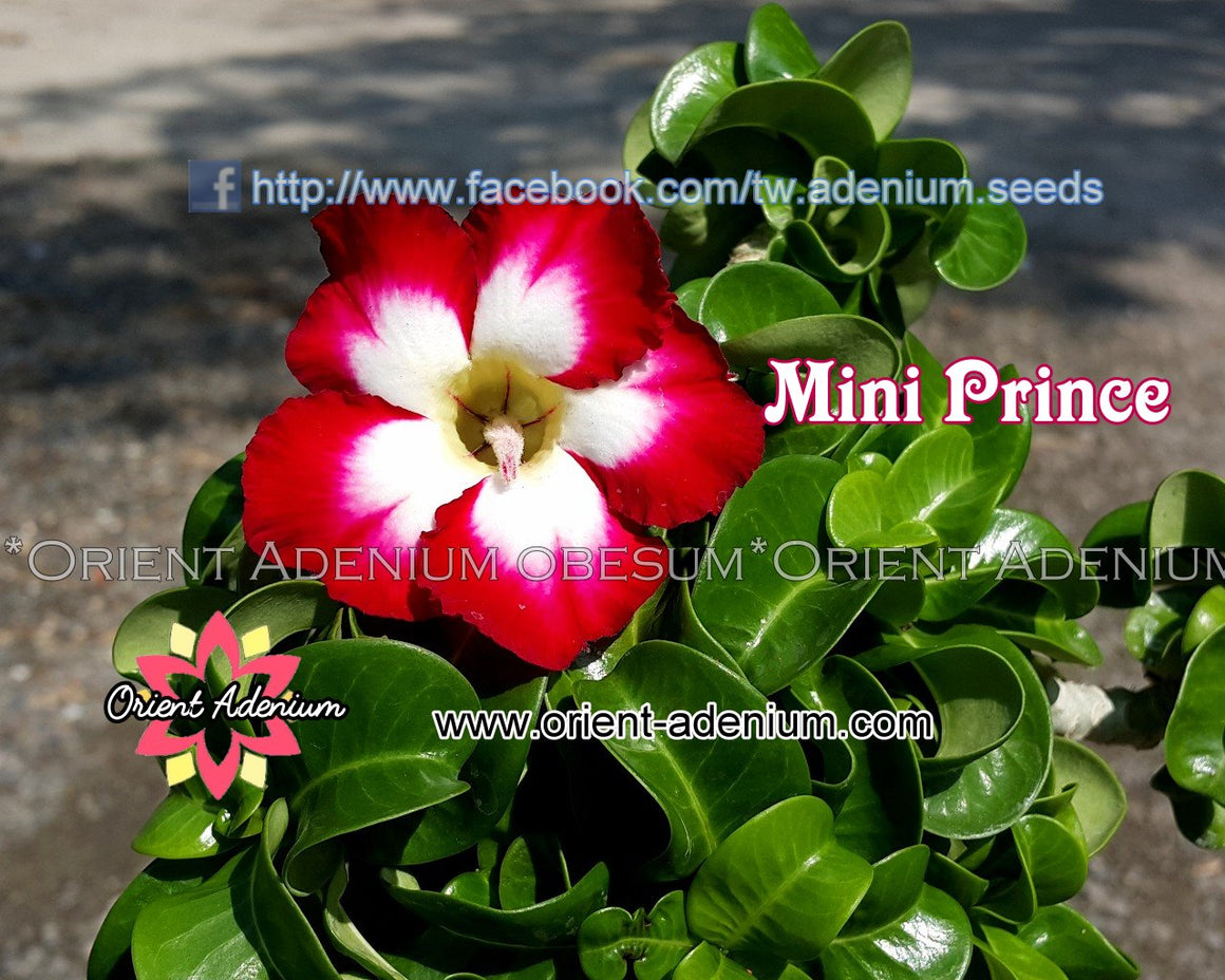 Adenium obesum Mini Prince seeds