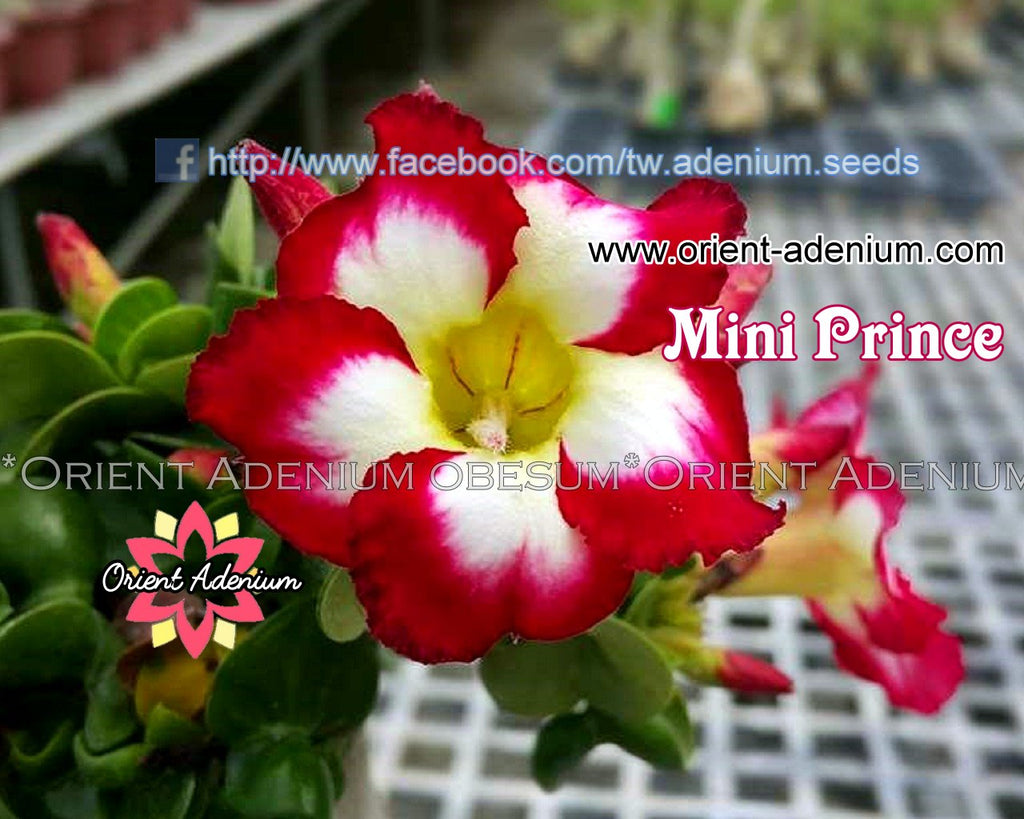 Adenium obesum Mini Prince seeds