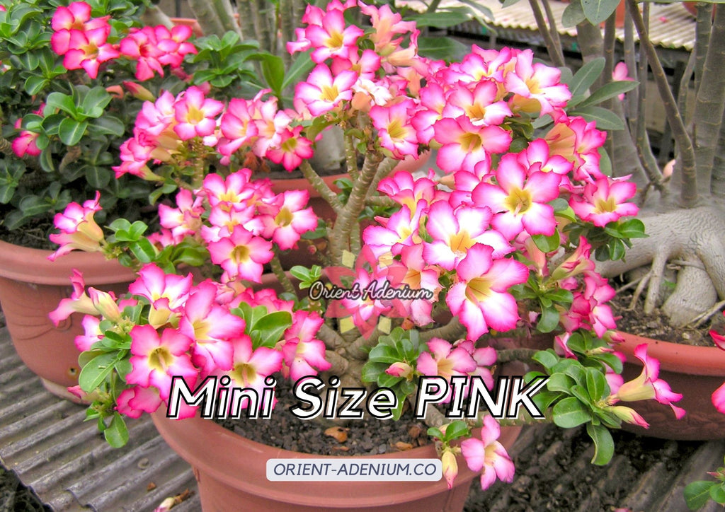 Adenium obesum Mini Size Pink seeds