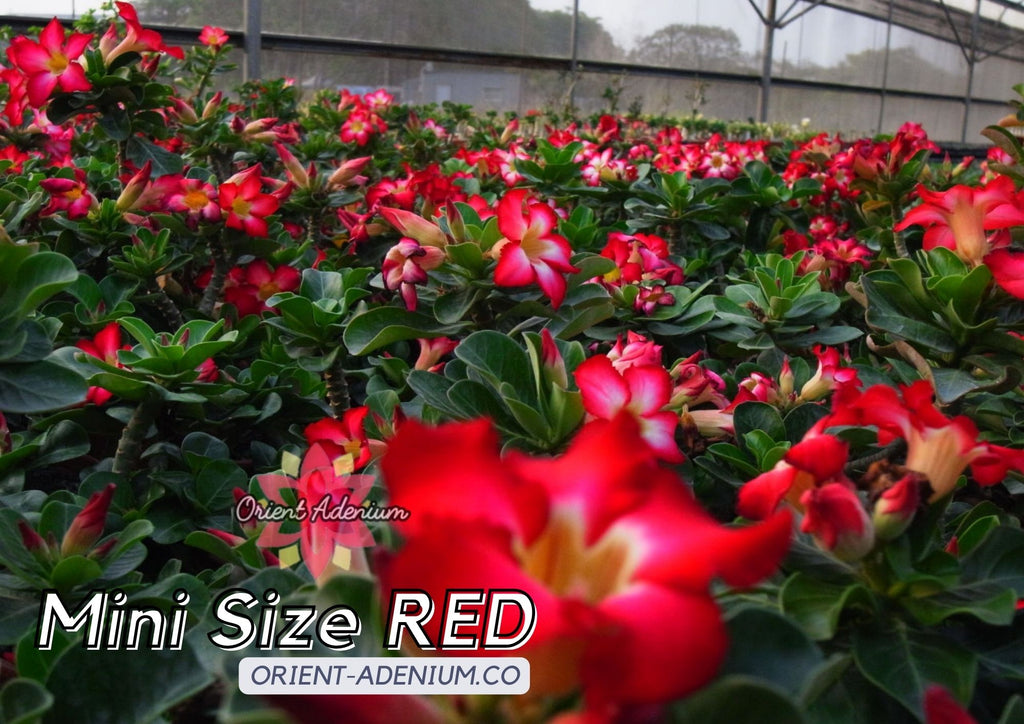 Adenium Mini Size Red Grafted Plant