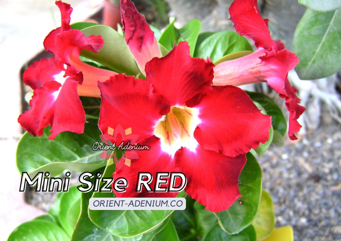 Adenium Mini Size Red Grafted Plant