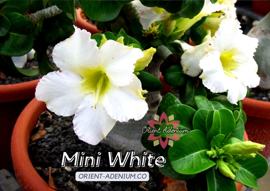 Adenium Mini Prince x Mini White seeds