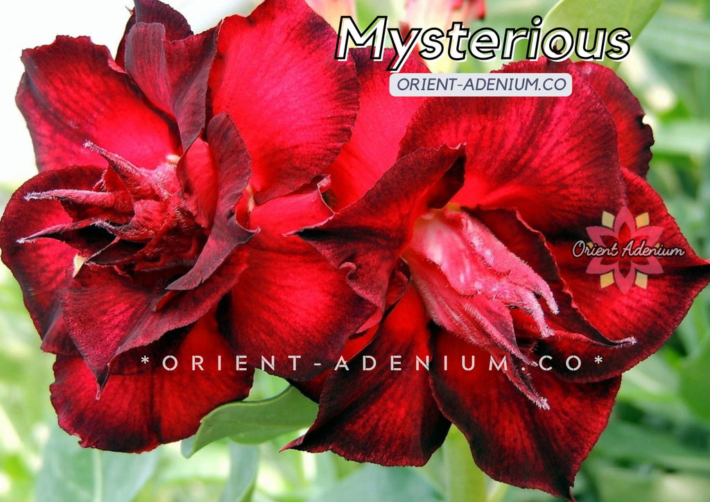 Adenium obesum Mysterious seeds