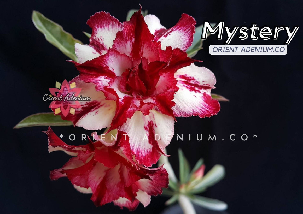 Adenium obesum Mystery seeds