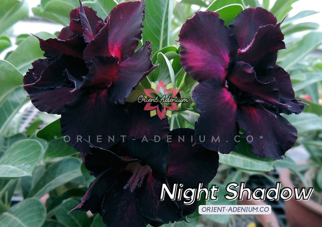 Adenium obesum Night Shadow seeds