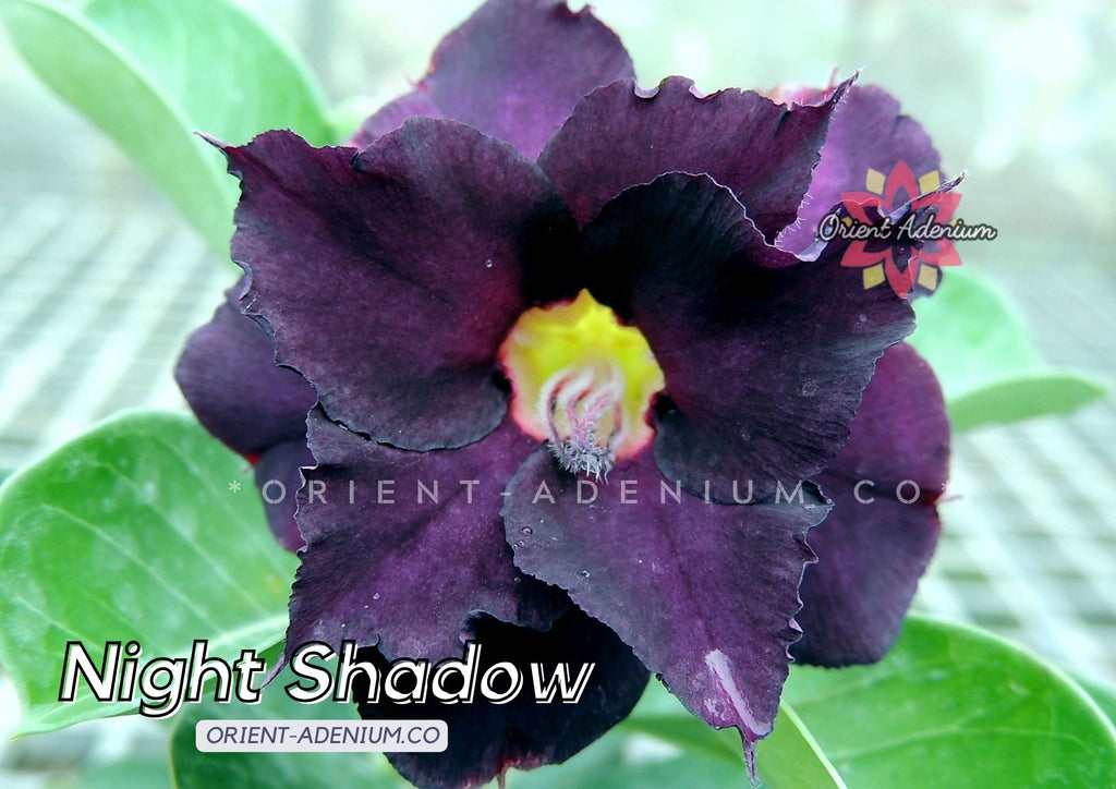 Adenium obesum Night Shadow seeds