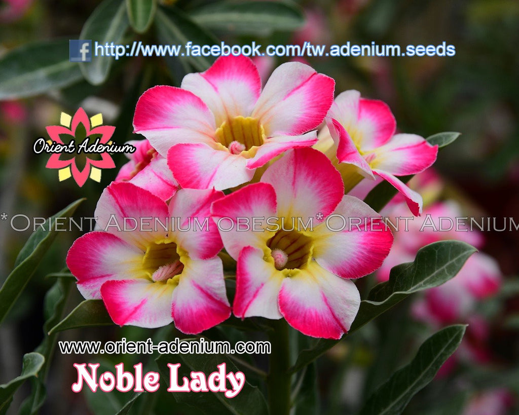 Adenium obesum Noble Lady Grafted plant