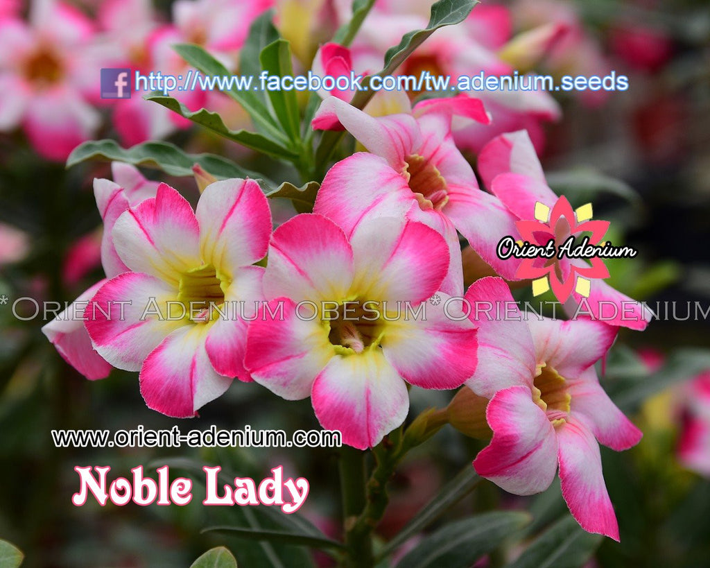 Adenium obesum Noble Lady Grafted plant