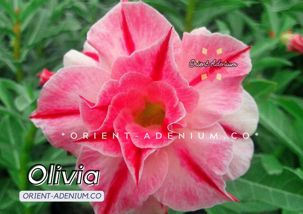 Adenium obesum Olivia seeds