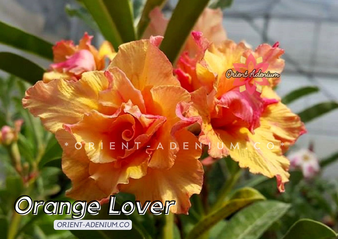 Adenium obesum Orange Lover seeds