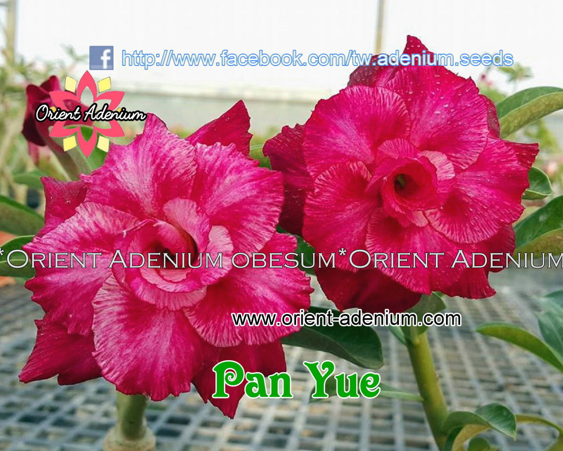 Adenium obesum Pan Yue Grafted plant