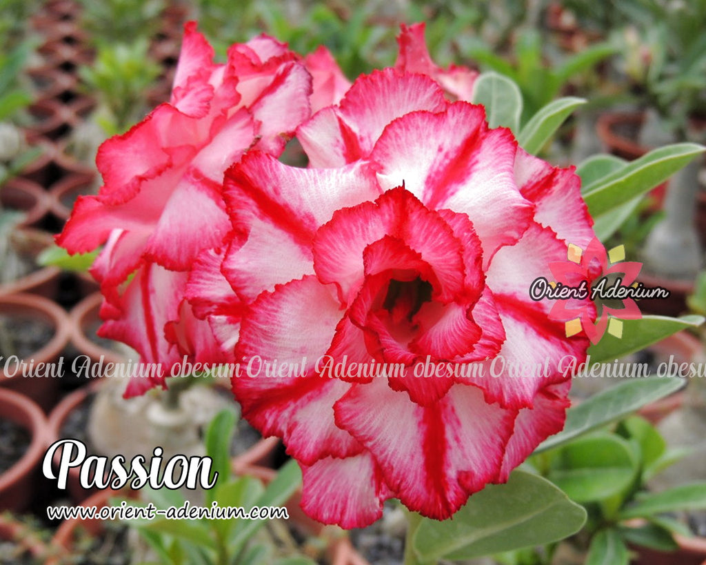 Adenium obesum Passion Grafted plant