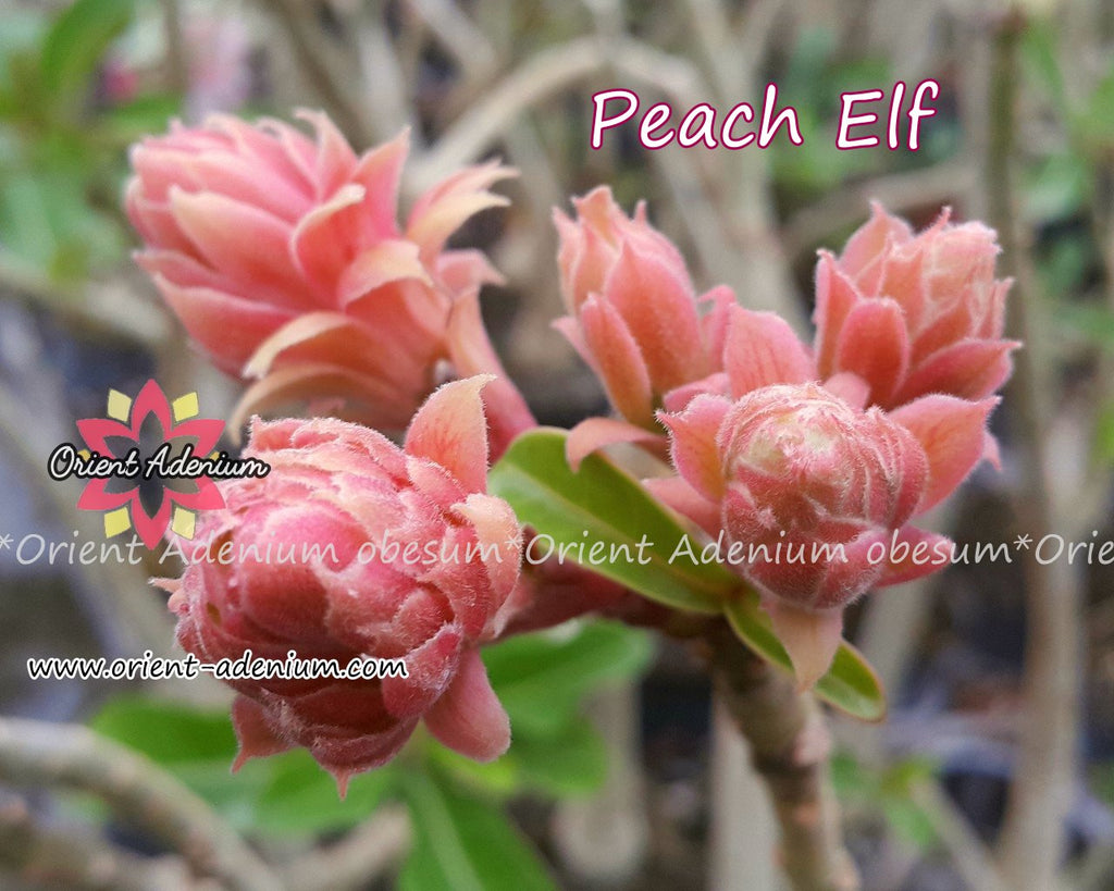 Adenium obesum Peach Elf Grafted plant