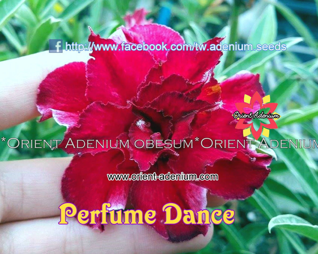 Adenium obesum Perfume Dance Grafted plant