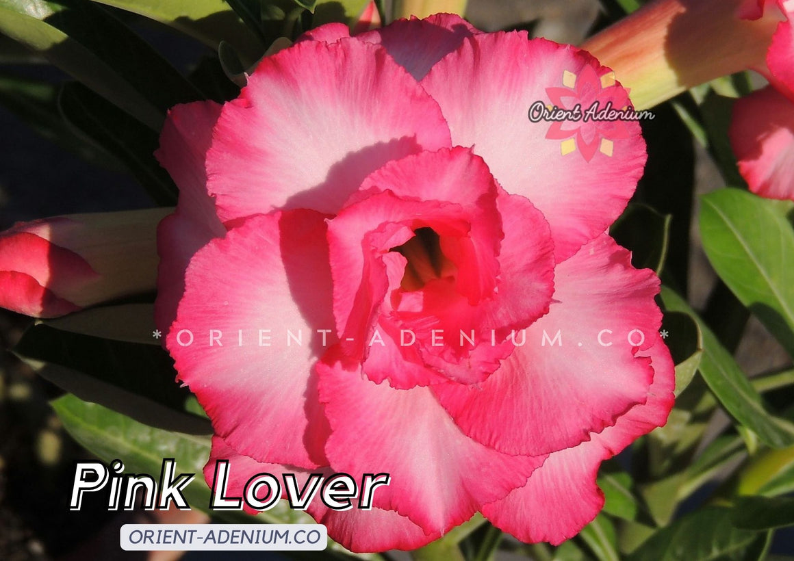 Adenium obesum Pink Lover seeds