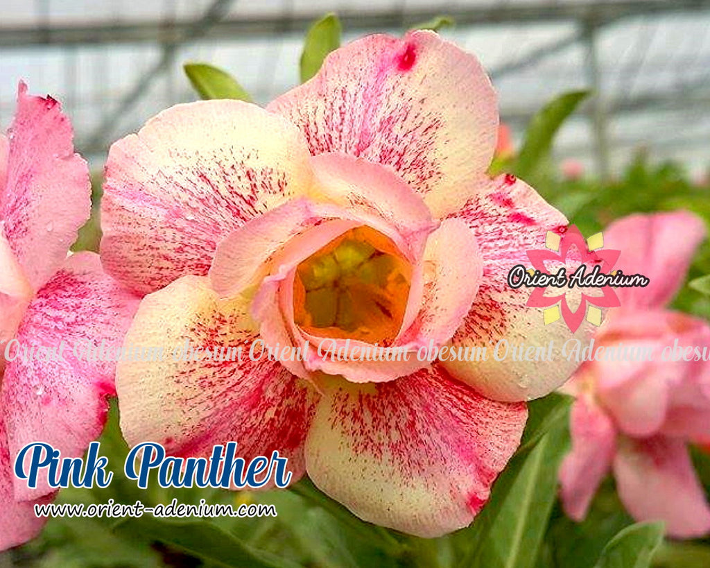 Adenium obesum Pink Panther Grafted plant