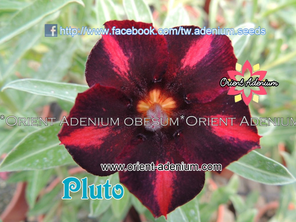 Adenium obesum Pluto Grafted plant