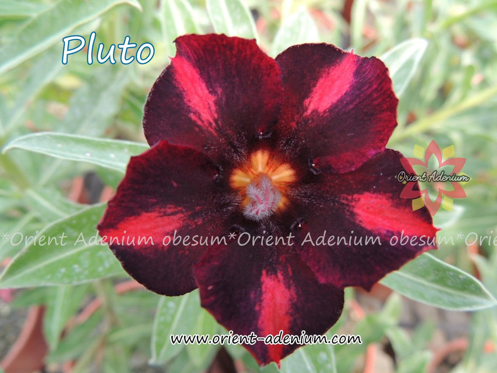 Adenium obesum Pluto seeds